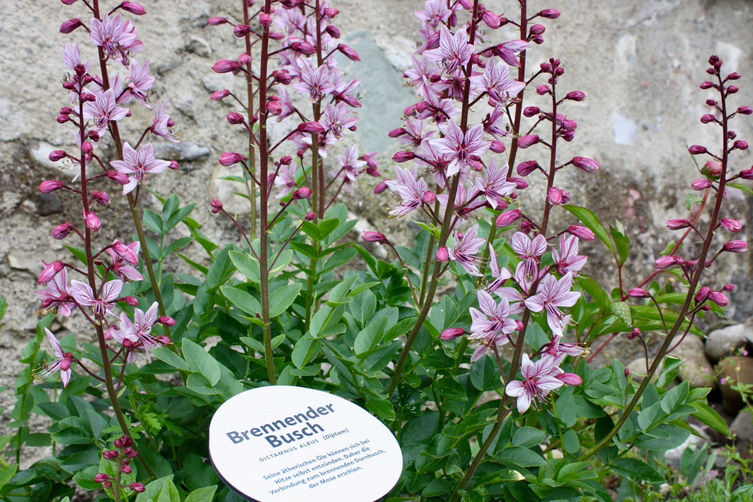 Streifzug durch den Klostergarten