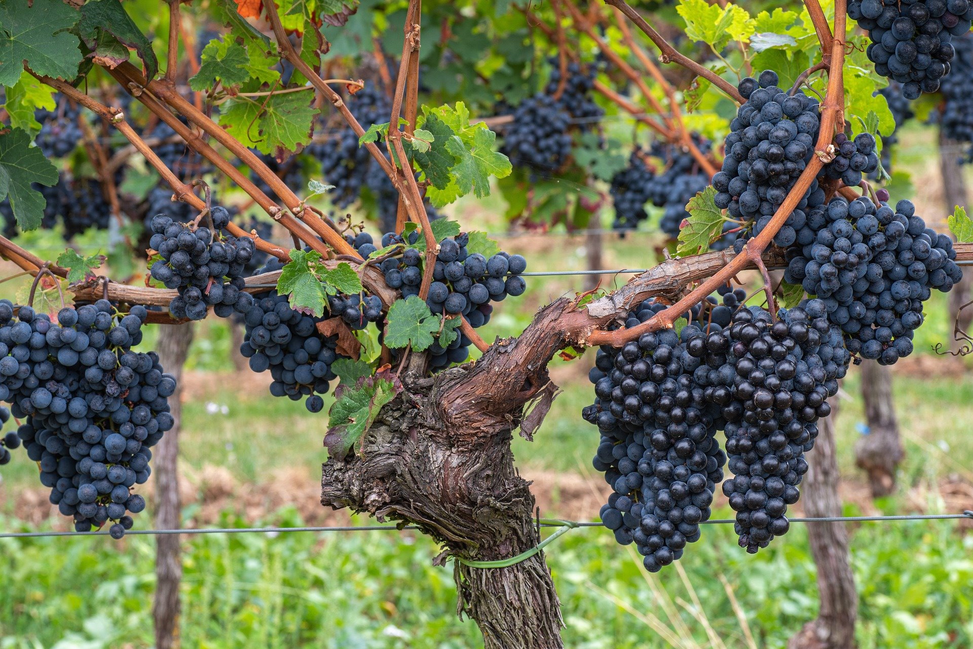 Möge der Weinstock die Reben festhalten