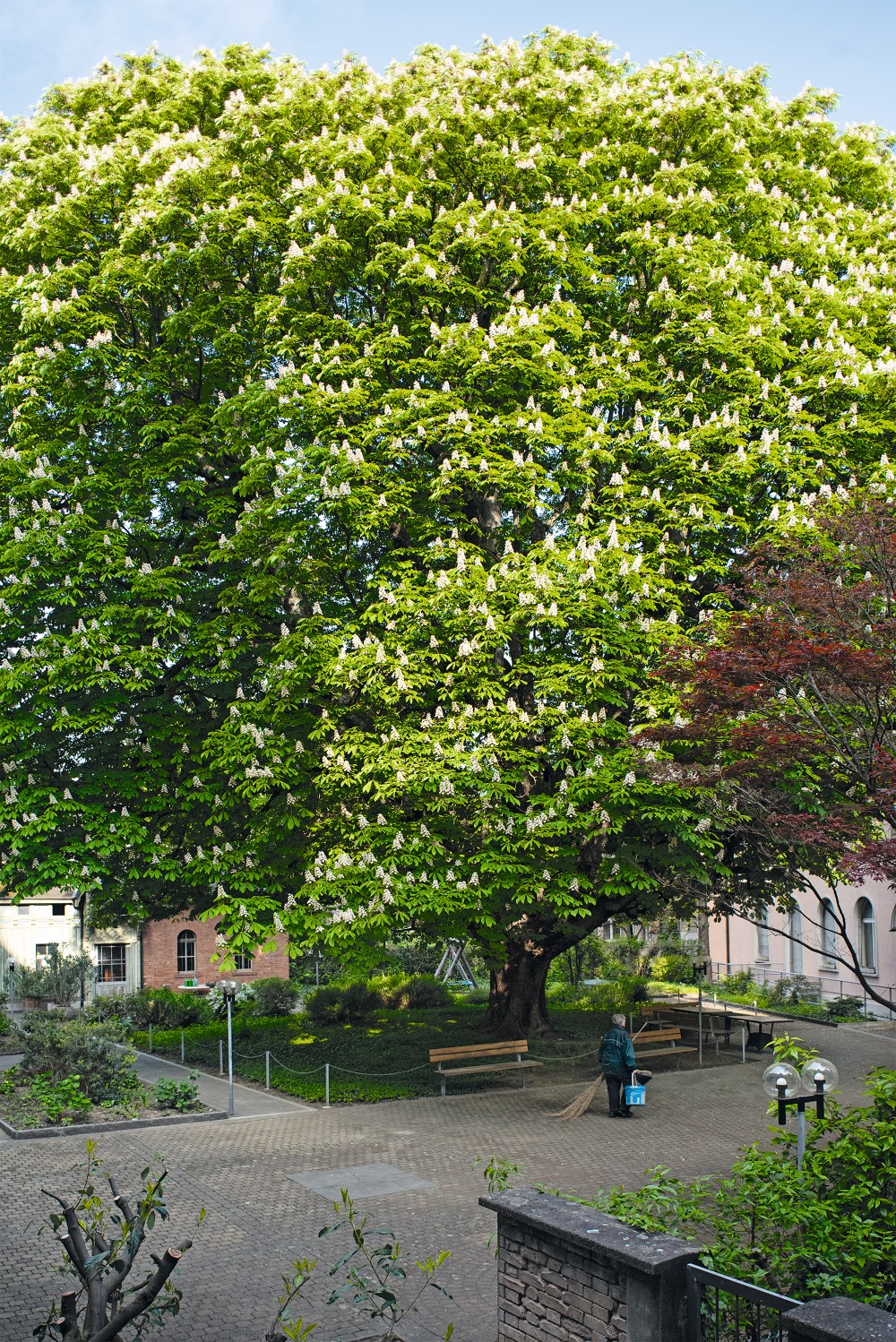 Begegnungsort Baum