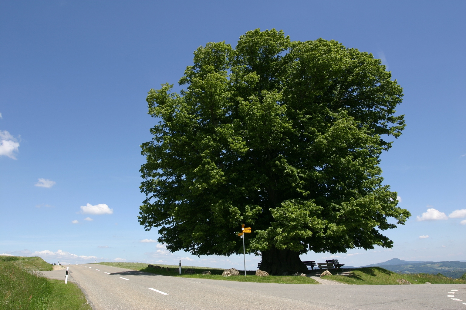 Begegnungsort Baum - Lichtblick Römisch-katholisches Pfarrblatt der Nordwestschweiz 9